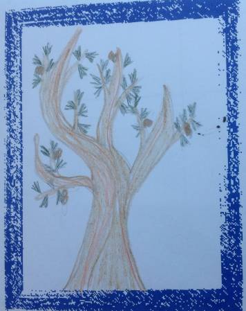 Bristlecone Pine drawing