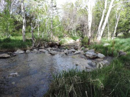 Lehman creek