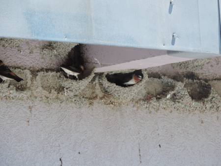 Cliff Swallow nests at Mono Basin VC