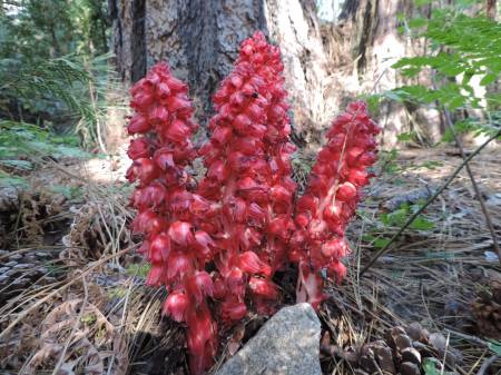 Snow Plant
