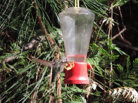 Anna's at feeder in camp
