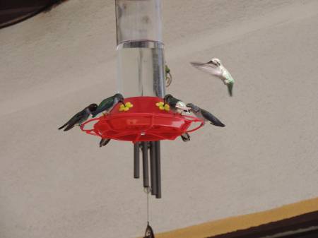 Moke Hill - hummingbird feeder