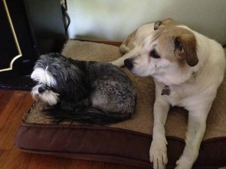 Grand dogs