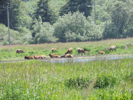 Elk Herd - Redwood NP