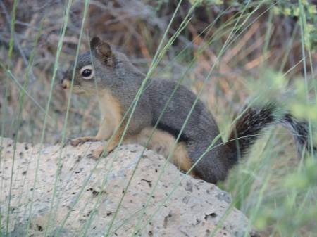 Pine Squirrel