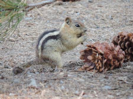 Golden- mantled Ground Squirrel