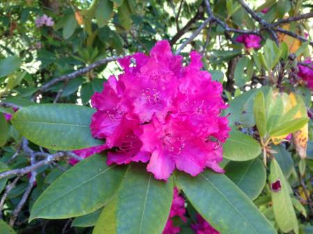 Rhododendrons -1