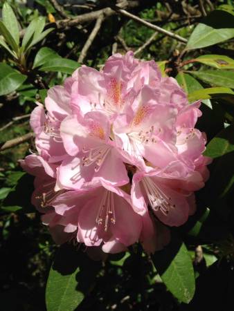 Rhododendrons -2