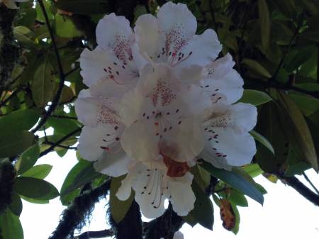 Rhododendrons - 3