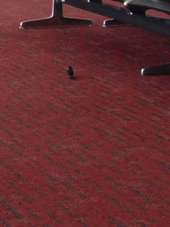 Bird watching at Denver Airport
