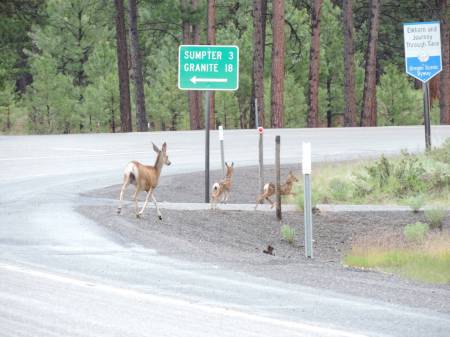 Doe &amp; Fawns