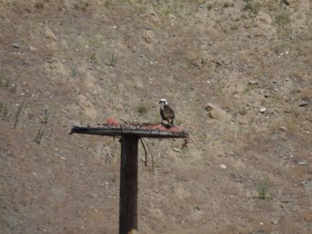 Osprey