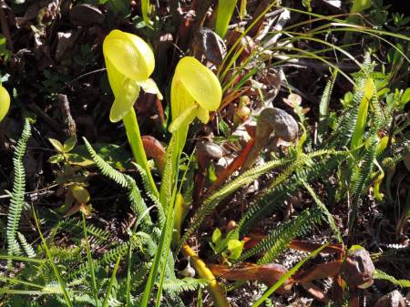 Darlingtonia California