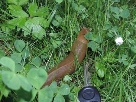Banana slug