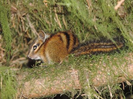 Townsend's Chipmunk