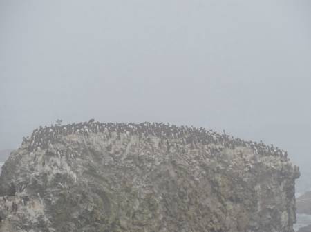 Common Murre colony