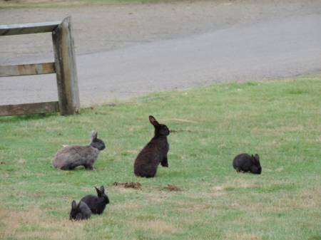 Bunnies Galore