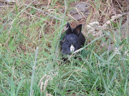 Baby bunny