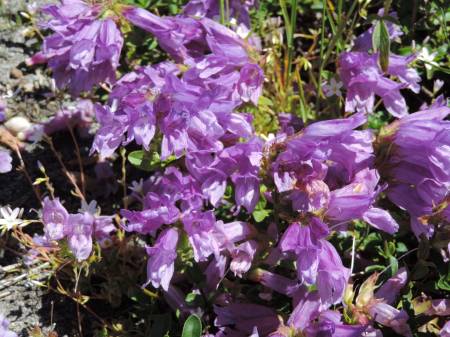 Royal Beardtongue