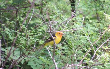 Western Tanager - Mt Rainer July 2014