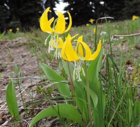 Glacier Lily -Paradise