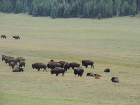 Bison - North Rim Grand Canyon