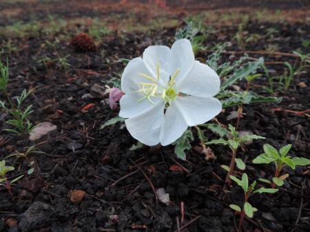 Evening Primrose