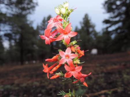 Scarlet Gilia