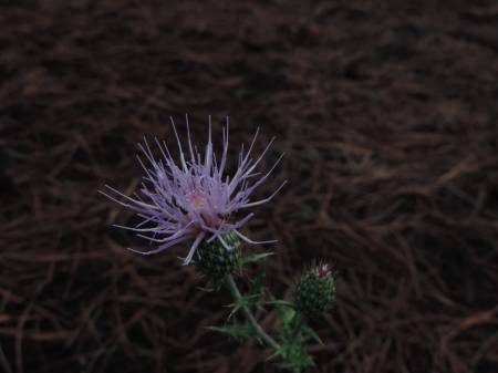 Thistle - late evening