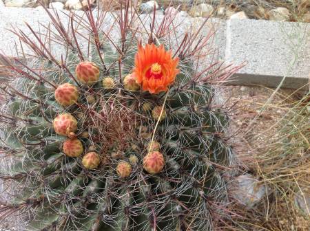 Barrel cactus