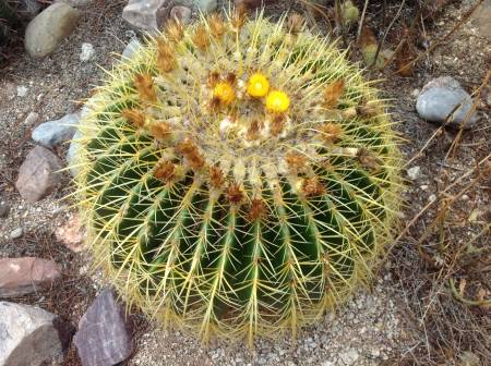 Golden Barrel cactus