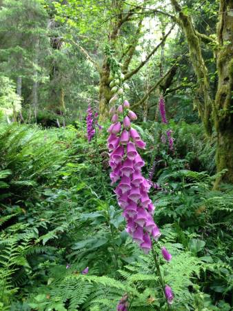 Foxglove - Cape Perpetua