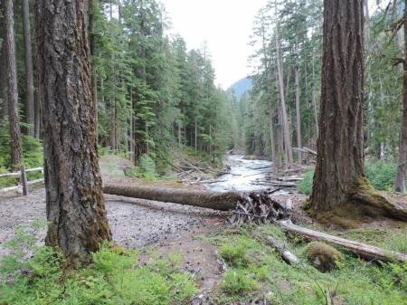 Ohanapecosh River -  Mt Rainer NP