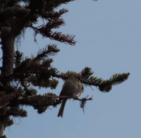 Chipping Sparrow