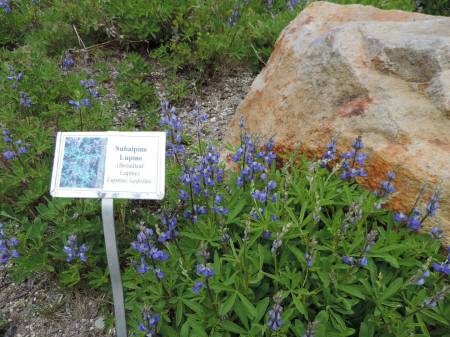 Lupine