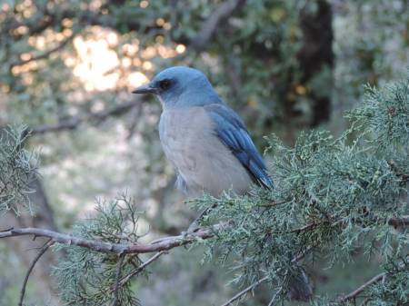 Mexican Jay