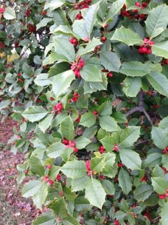 Holly female