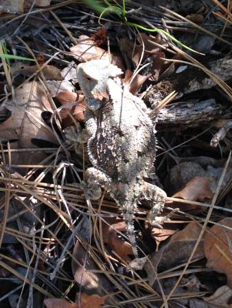 Horned Lizard