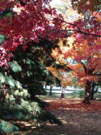 DC. Fall colors