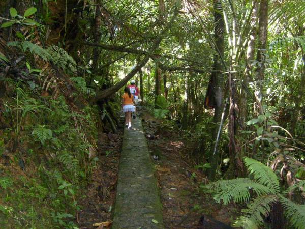 Mt. Britton Hiking Trail, El Yunque National Forest