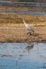 10_Sandhill_Crane.jpg