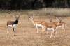 11_Blackbuck.jpg