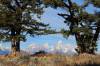 11_The_Wedding_Trees.jpg