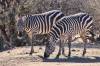 11_Zebra_Twins.jpg