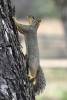12_Squirrel.jpg