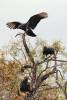 13_Black_Vulture.jpg