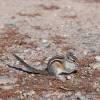 13_Chipmunk.jpg