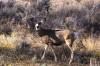 15_Mule_Deer.jpg