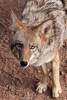 1_Wily_Coyote.jpg