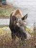 21_Moose_on_the_Loose.jpg